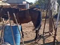 Toychoq, Kazakh horse — 2-rasm