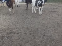 Sigir, Russian Black pied cattle — 2-rasm