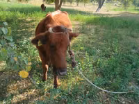 Vaca, Ganado vacuno — foto 1