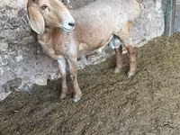 كبش, Arashan sheep — الصورة 2