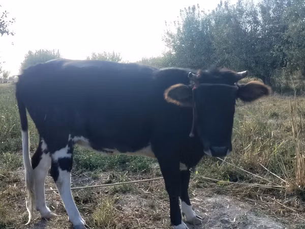 Cattle (batch, sex not specified), Russian Black pied cattle