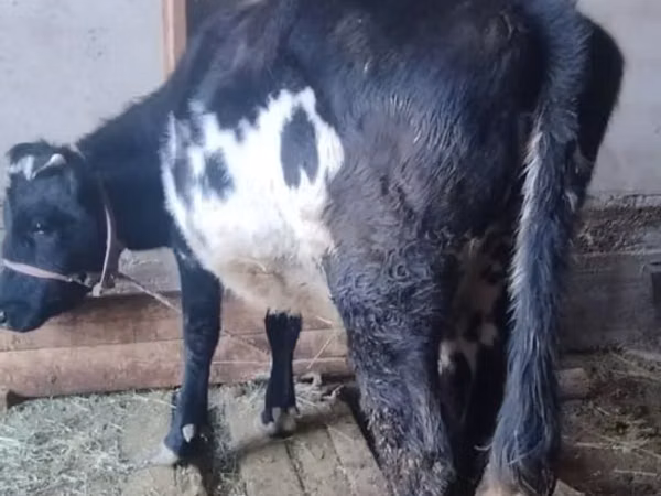 गाय, Russian Black pied cattle — कज़ाखस्तान