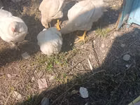 Chickens — Foto 3