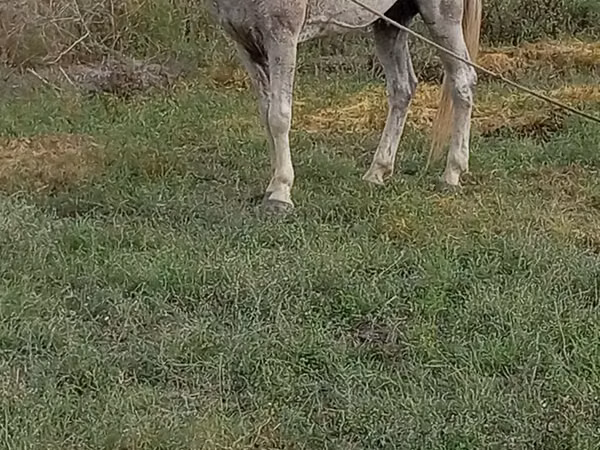 Hengst, Azerbaijan horse