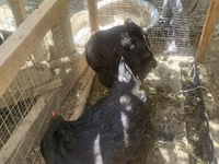 Chickens — الصورة 2