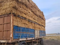 Шөп сатылады Актау — 3-rasm