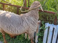 Sheep, Arashan sheep — photo 2