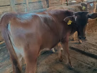 Vaca, Simmental cattle — foto 5