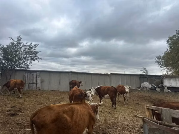 Сиыр, Latvian Blue cattle — Қазақстан