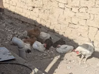 Chickens — Foto 3