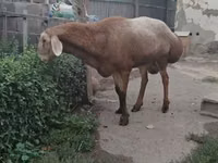 Carnero, Arashan sheep — foto 2