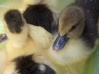Ducks — foto 1