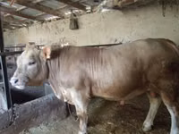 Bulle, Charolais cattle — Foto 3
