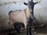 Ziegenbock, Oberhasli goats — Foto 3