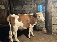 公牛, Simmental cattle — 照片 1