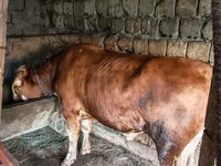 公牛, Simmental cattle — 照片 2