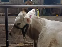 公牛, Swiss cattle — 照片 2