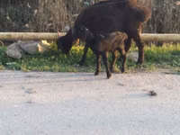 Schaf, Schafe — Foto 6