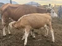 Сиыр, Simmental cattle — 6-сурет