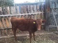 Rinder (Partie, Geschlecht nicht angegeben), Simmental cattle — Foto 2