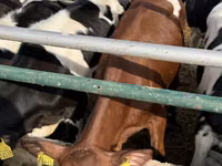 بقرة, Russian Black pied cattle — الصورة 8