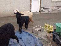 Widder, Edilbay sheep — Foto 2