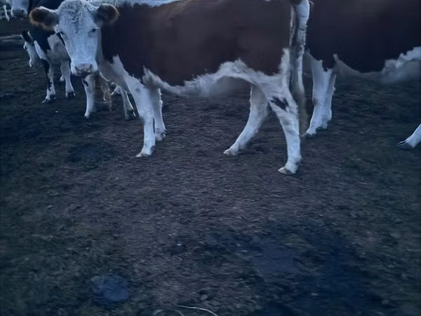 Vaca, Swiss cattle