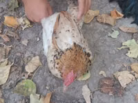 Chickens — الصورة 6
