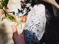 Cabra, Saanen goat — foto 3