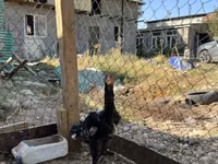 Chickens — الصورة 8