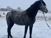 Ат, Орловский жоргоо — сүрөт 3