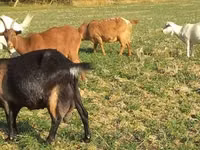 Ziege, Alpine goat — Foto 4