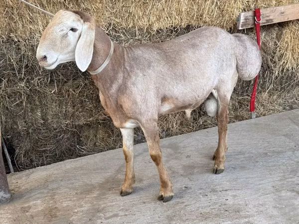 كبش, Arashan sheep