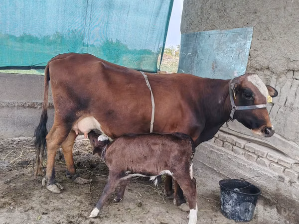 母牛, Cattle