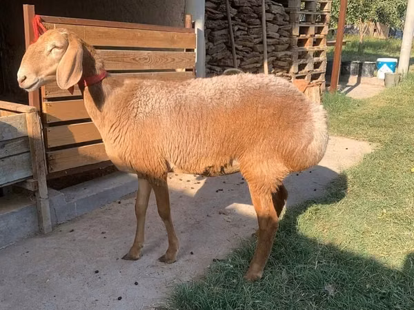 Schaf, Arashan sheep