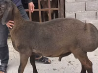 Қошқар, Arashan sheep — 1-сурет