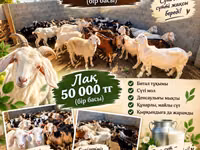 عنزة, الماعز — الصورة 3