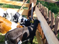 أبقار (دفعة، الجنس غير محدد), Russian Black pied cattle — الصورة 2