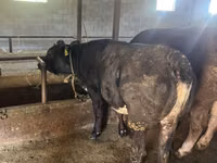 公牛, Aberdeen-Angus — 照片 3