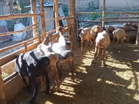 Ram, Sheep — photo 7
