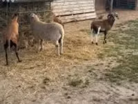 Schaf, Cameroon sheep — Foto 3