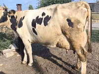 Kuh, Swiss cattle — Foto 6