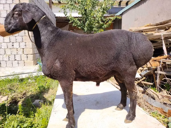 Widder, Blackheaded Persian sheep