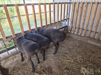 Widder, Hissar sheep — Foto 4