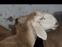 Carnero, Arashan sheep — foto 1