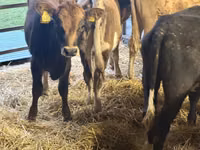 بقرة, Simmental cattle — الصورة 1