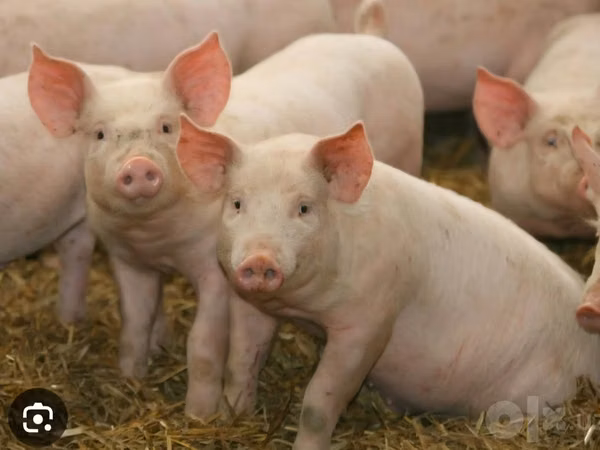 Schweine (Partie, Geschlecht nicht angegeben), 