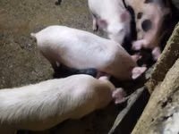 Schweine (Partie, Geschlecht nicht angegeben), Schweine — Foto 5