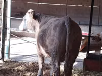 Bulle, Simmental cattle — Foto 6