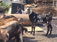تيس, Nubian Goat — الصورة 3